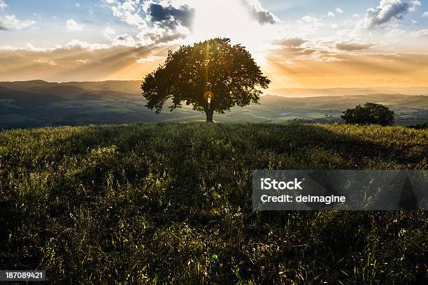 Singolo Albero Sulle Colline Toscane - Fotografie stock e altre immagini di Albero - Albero, Albero solitario, Ambientazione esterna