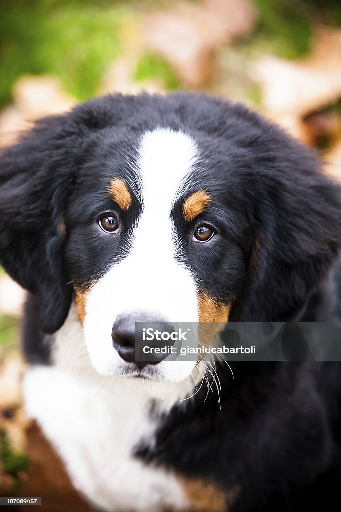 Cão Bernese Montanhês - Foto de stock de Amor royalty-free