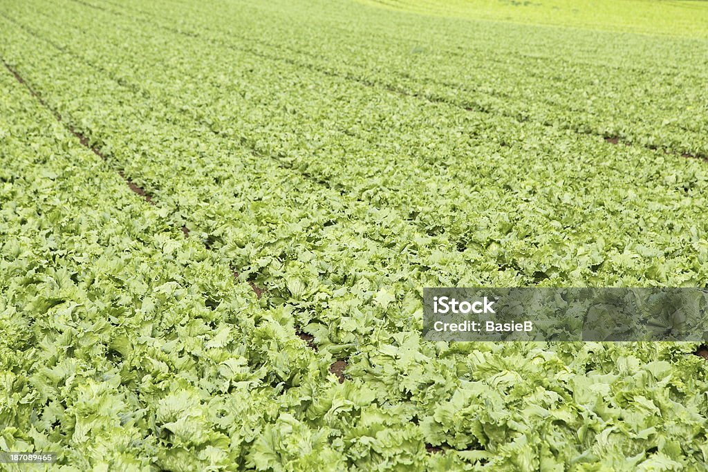 Green Salat - Lizenzfrei Blatt - Pflanzenbestandteile Stock-Foto