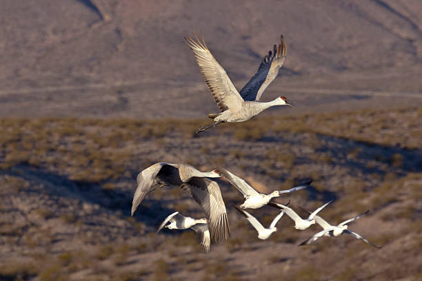 istock Sandhill Cranes and Snow Geese flying 187089504