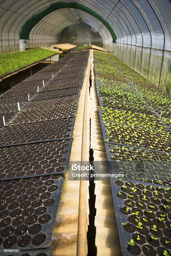 Hydroponic verduras en un jardín. - Foto de stock de Agricultura libre de derechos