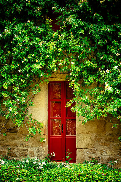 Steel door and rough concrete wall of an old shelter, covered with wild vine.