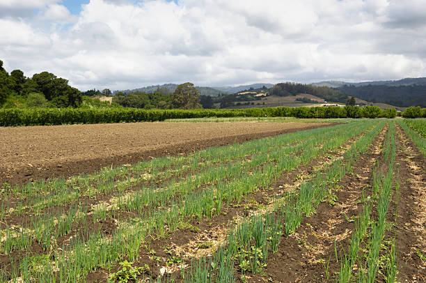 istock Organic Scallions Growing in Field 187089942