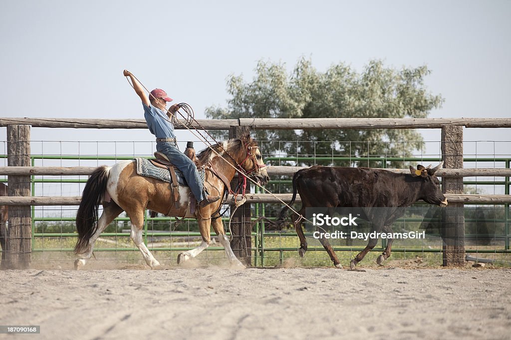 Cheval d'équitation de jeune garçon pratiquant le rodéo Roping un taureau - Photo de 10-11 ans libre de droits