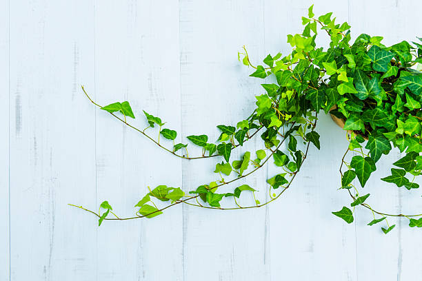 Green Ivy Growing On Grey Brick Wall. Background.
