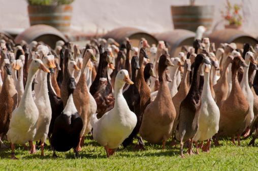 Large group of ducks on a farm.