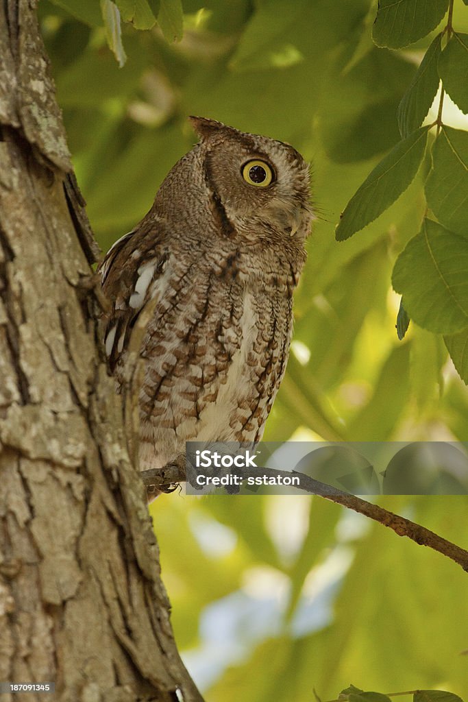 Screech Owl in Pecan Tree A Screech owl sits close to the trunk and under the canopy of a large pecan tree. Animal Stock Photo