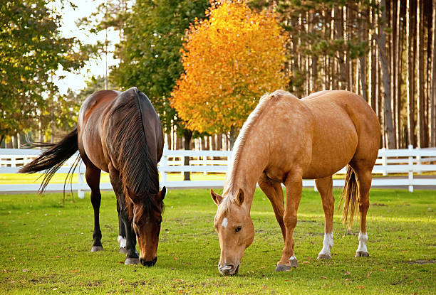 Horses in Autumn Two horses grazing in autumn. rail fence stock pictures, royalty-free photos & images