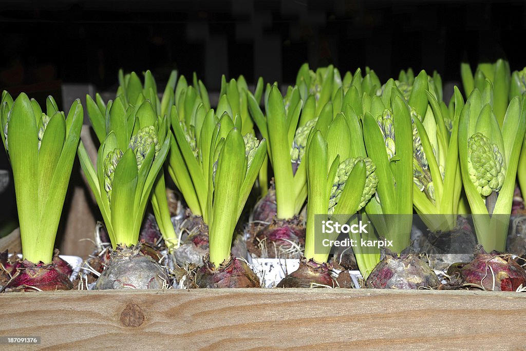 Hyacinths - Foto de stock de Bulbo libre de derechos