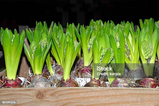 Hyacinths Foto de stock y más banco de imágenes de Bulbo - Bulbo, Color negro, Crecimiento