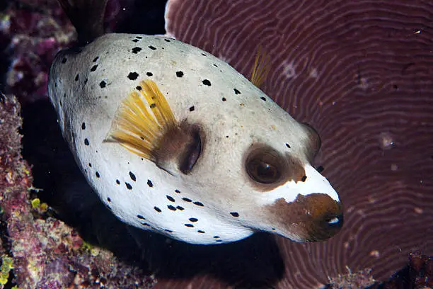 A close up of a dogface puffer fish.  Shot in the Great Barrier Reef.