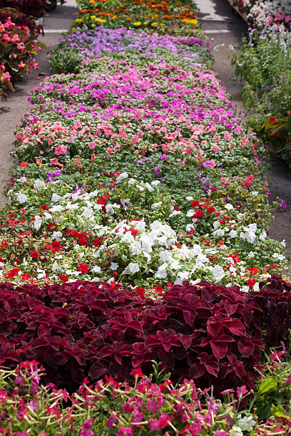 istock Garden Center Flowers for Planting 187091662