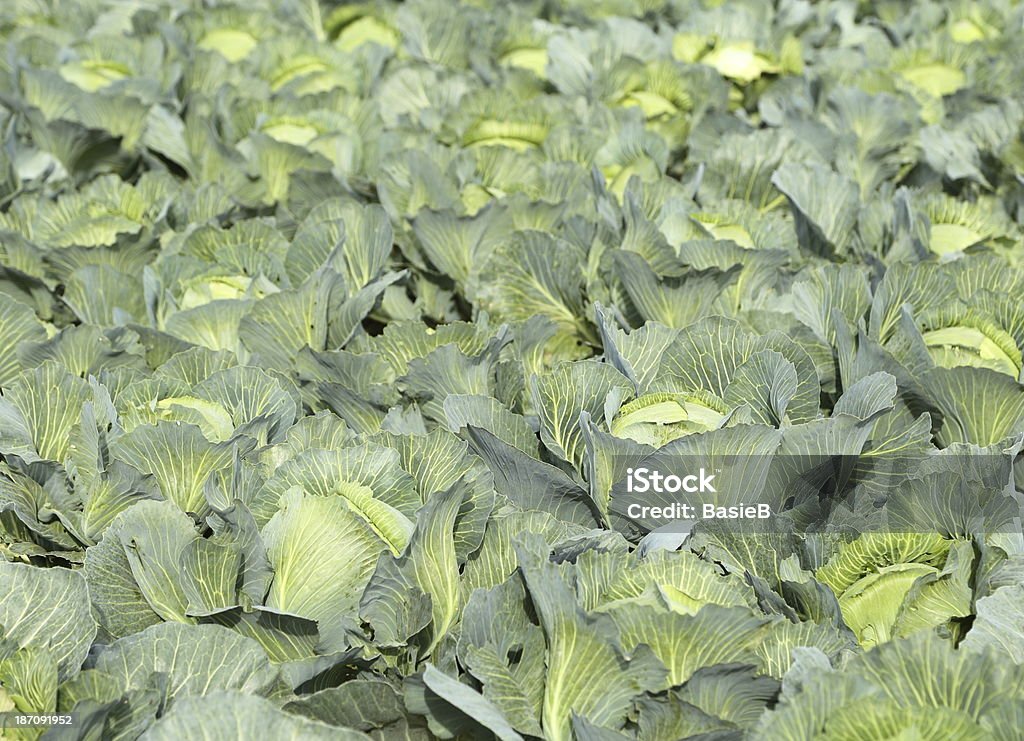 Cabbage - Lizenzfrei Blatt - Pflanzenbestandteile Stock-Foto