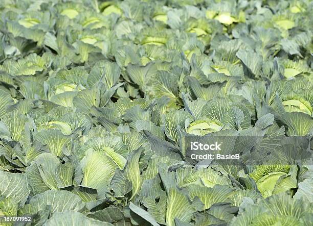 Cabbage Stockfoto und mehr Bilder von Blatt - Pflanzenbestandteile - Blatt - Pflanzenbestandteile, Extreme Nahaufnahme, Feld