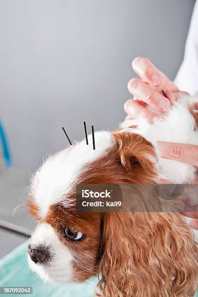 Foto de Veterano De Tratamento Com Acupuntura De Cachorro e mais fotos de stock de Acupuntura - Acupuntura, Cão, Cabeça de animal