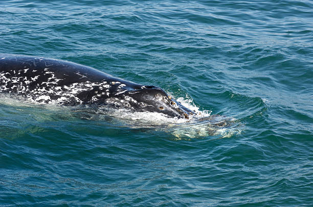 istock Sideview of Humpback Whale Swimming on Ocean Surface 187092071