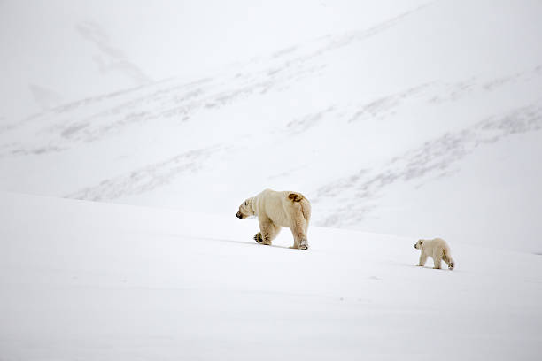 мать полярный медведь с cub на шпицбергене - polar bear young animal isolated cub стоковые фото и изображения