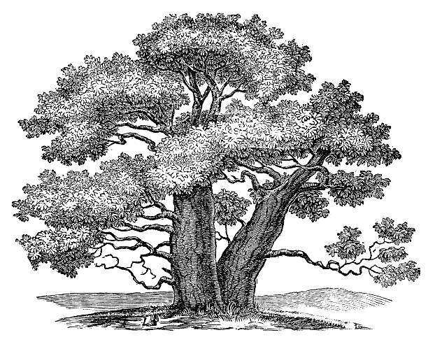 antyczne ilustracja przedstawiająca adansonia (baobab) - baobab stock illustrations