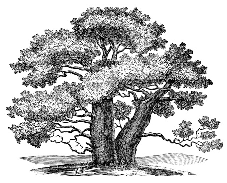 Antique illustration of Adansonia (Baobab)
