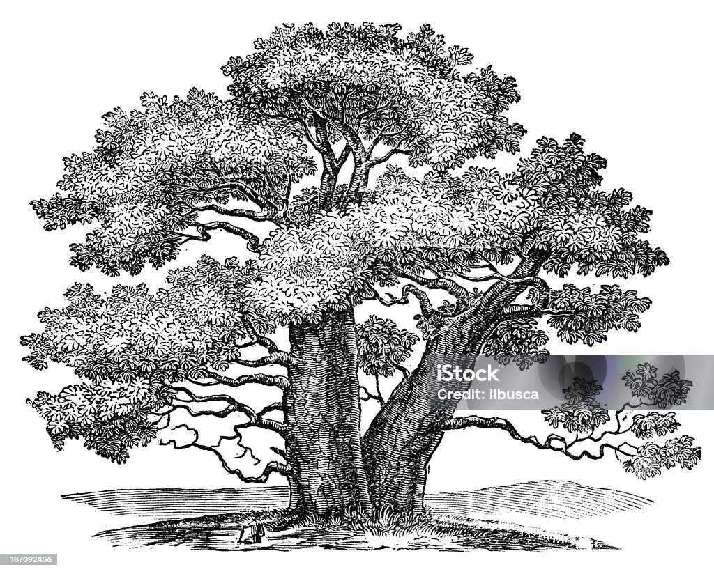 Antique illustration of Adansonia (Baobab) Tree stock illustration