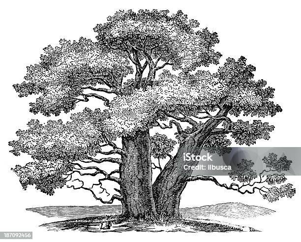 Antique Illustration Of Adansonia Stock Illustration - Download Image Now - Tree, Engraving, Engraved Image