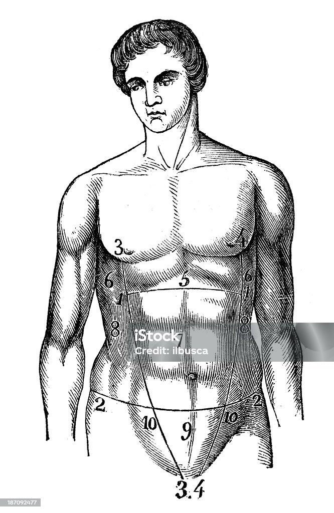 Antique illustration of abdomen Engraved Image stock illustration