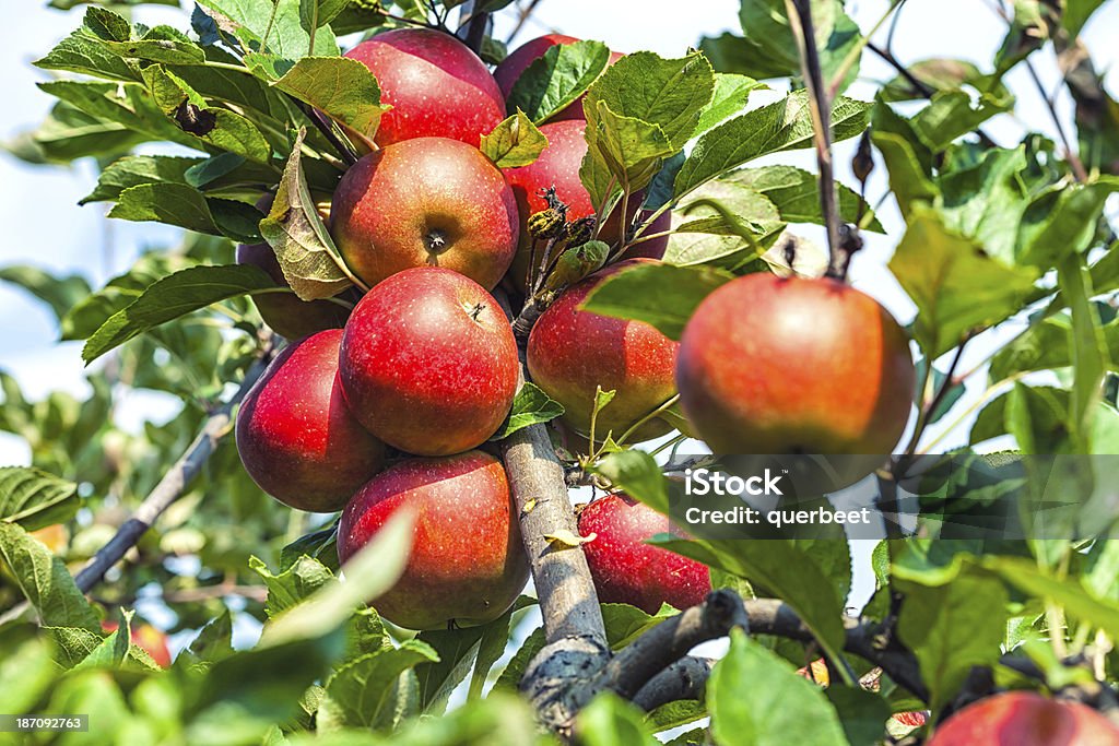 Red Äpfel - Lizenzfrei Apfel Stock-Foto