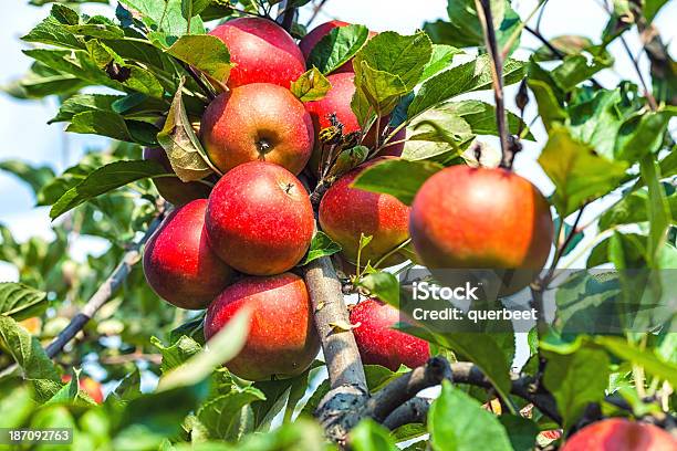 Red Äpfel Stockfoto und mehr Bilder von Apfel - Apfel, Apfelbaum, Apfelgarten