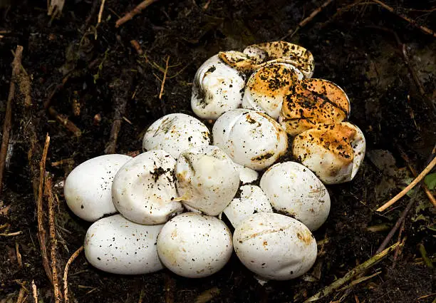 Old eggs of a Grass snake