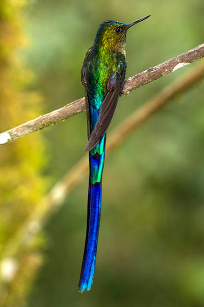 istock Male Violet-tailed Sylph Hummingbird on a Perch 187092930