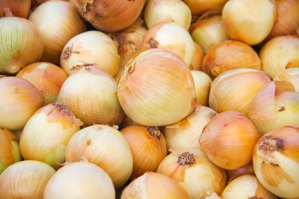 istock Yellow onions crop. Close up 1870931920