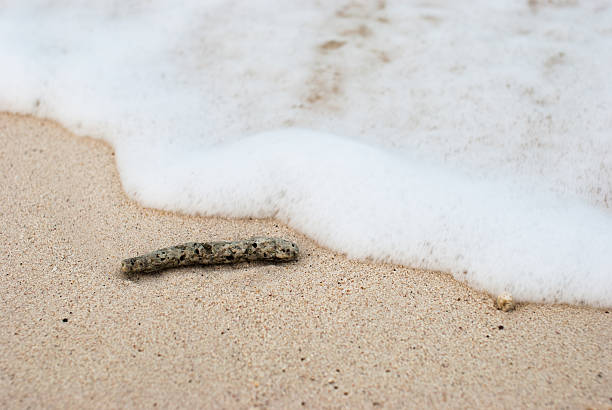 istock Coral fragments on the beaches 187093483