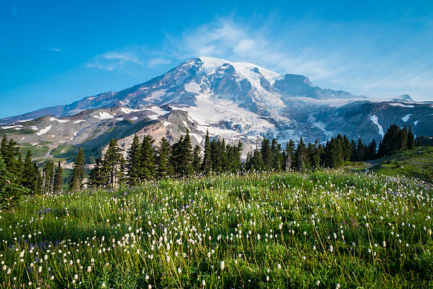 istock Beautiful wildflowers and Mount Rainier 187094451