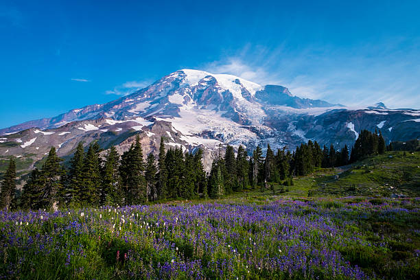 istock Beautiful wildflowers and Mount Rainier 187095068