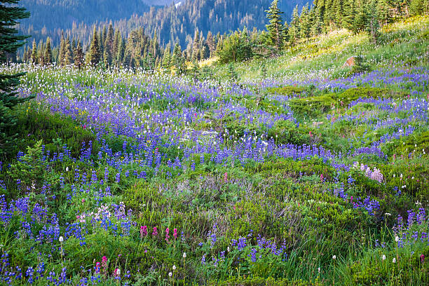 istock Beautiful fields of mountain wildflowers 187095075