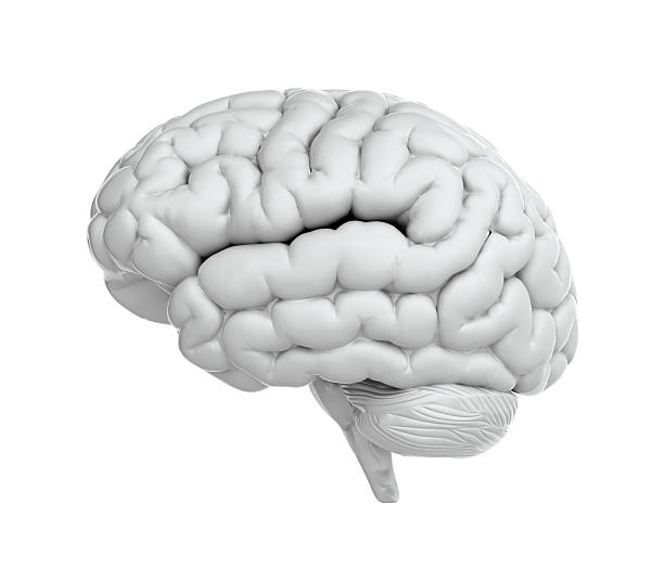 blanca cerebro - morphology fotografías e imágenes de stock