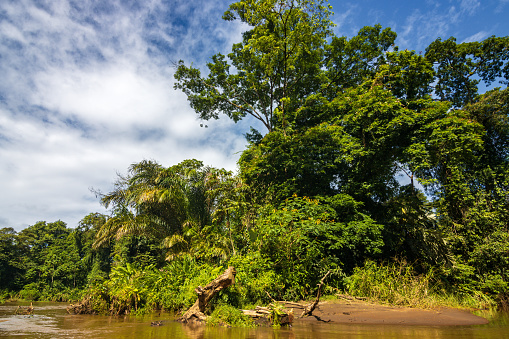 Boat trip from Tortuguero National Park canals (Costa Rica)