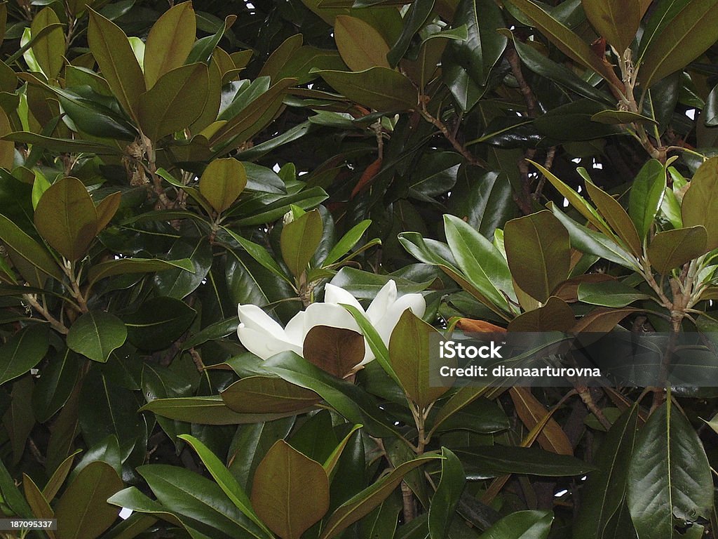 Magnolia feuilles - Photo de Blanc libre de droits