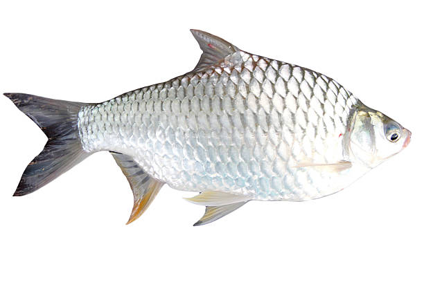 istock The Barb of Cyprinidae fish. 187095509