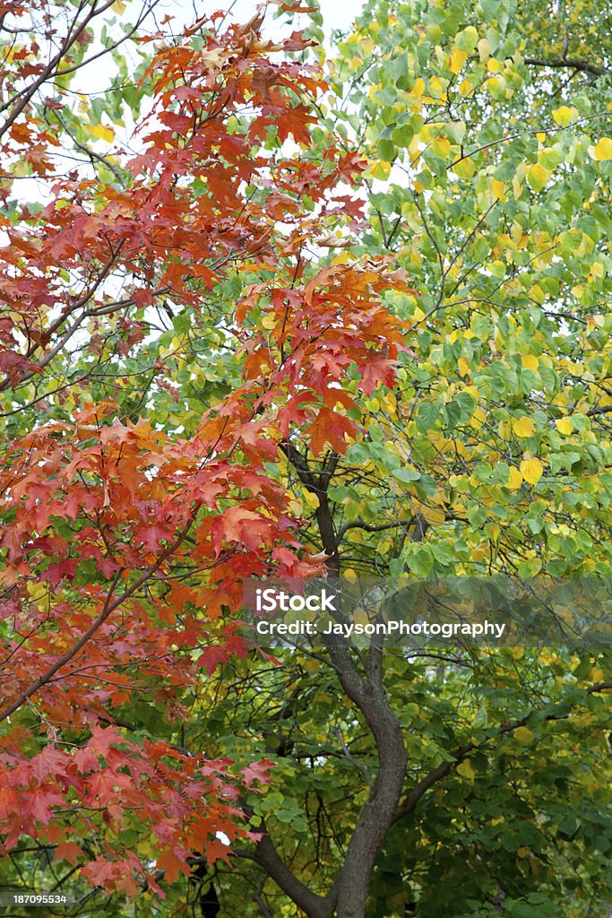 Осенние листья - Стоковые фото Ботаника роялти-фри