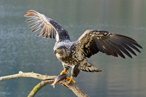 A juvenile bald eagle lands on branch with a fish in its talon in north Idaho.