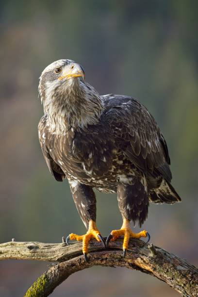 istock Portrait of a young bald eagle. 1870955700