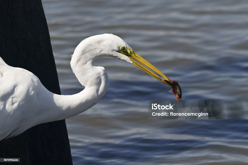 Egretta spears Pesce a Huntington Beach State Park - Foto stock royalty-free di Acqua