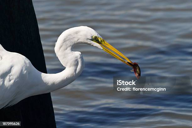 Egretta Spears Pesce A Huntington Beach State Park - Fotografie stock e altre immagini di Acqua - Acqua, Afferrare, Airone bianco maggiore - Egretta