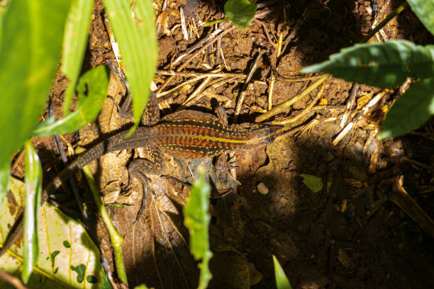 istock Small lizard in Tortuguero National Park (Costa Rica) 1870959266