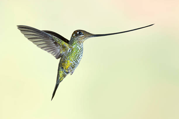 istock Female Sword-billed Hummingbird with Bill Horizontal 187095946