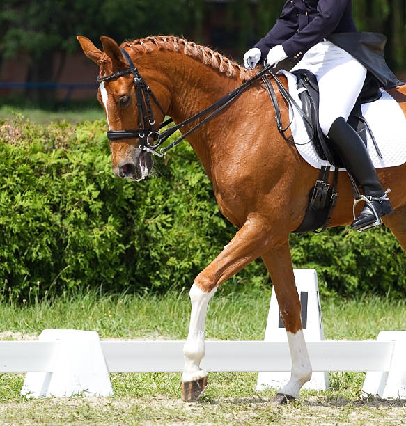 istock Dressage horse 187096053