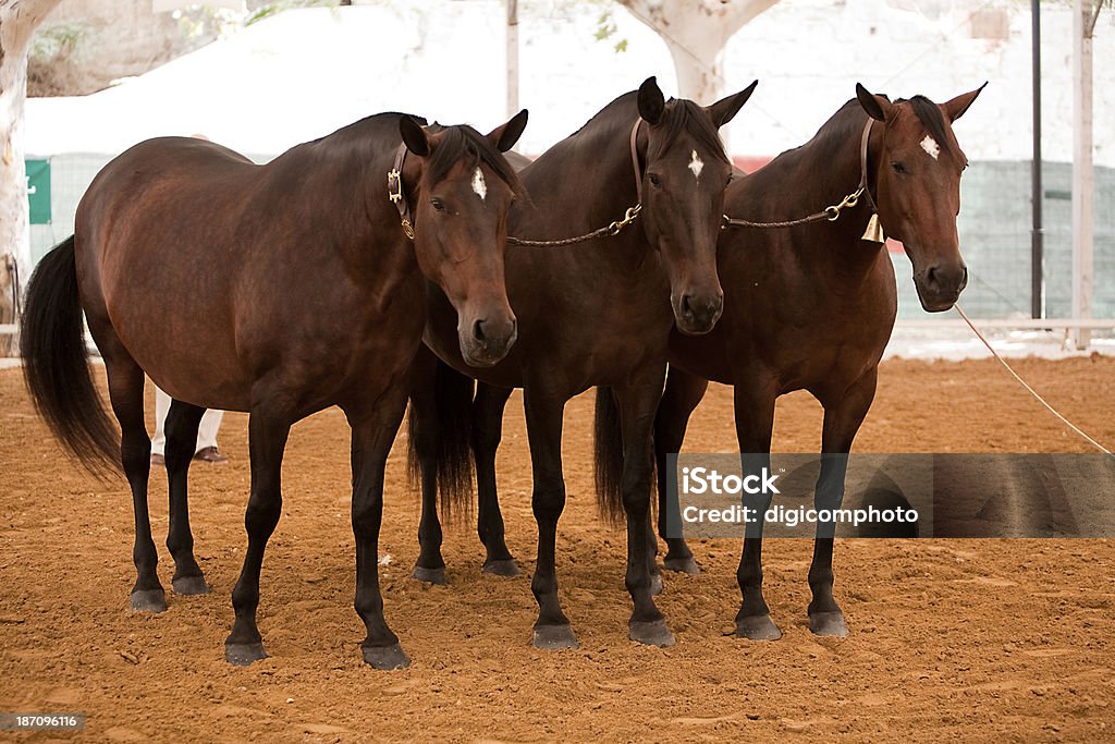 Funktionalität Testen von Pferden purebred Spanisch, Spanien - Lizenzfrei Aktivitäten und Sport Stock-Foto