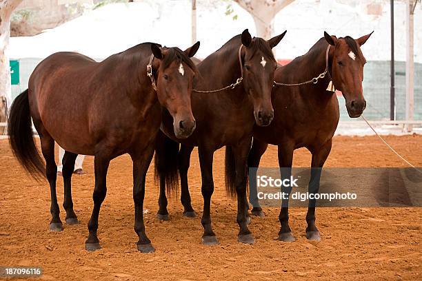 Funktionalität Testen Von Pferden Purebred Spanisch Spanien Stockfoto und mehr Bilder von Aktivitäten und Sport