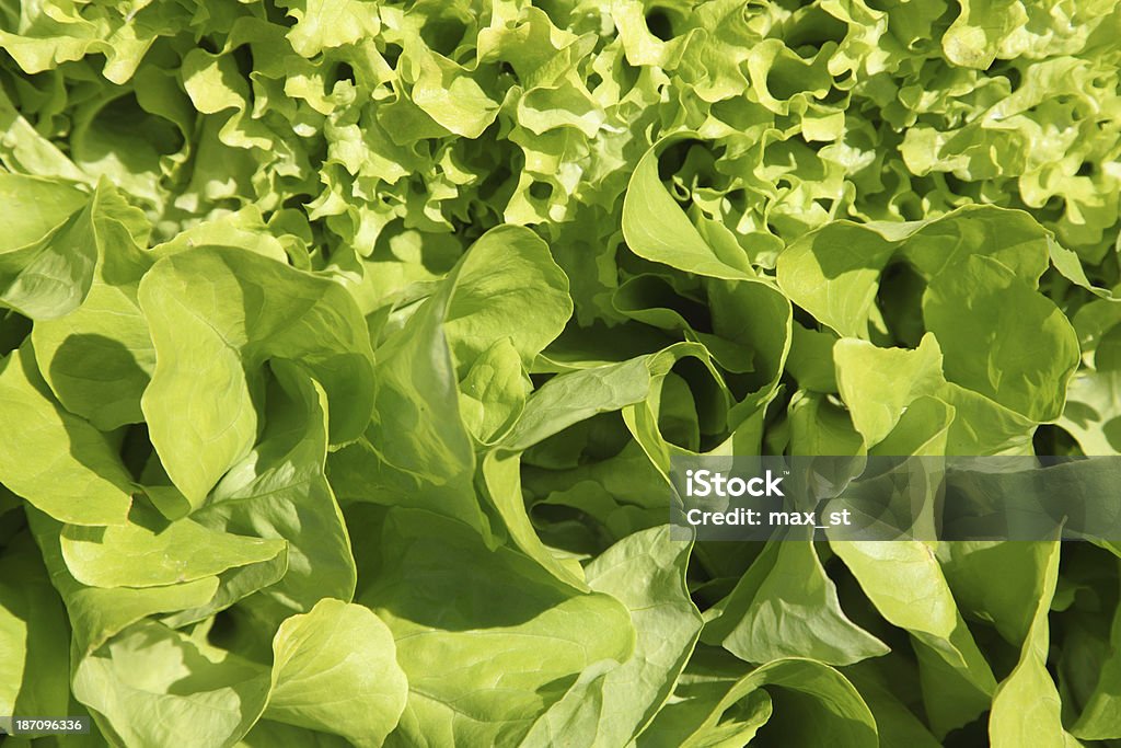 Salada em uma cama - Foto de stock de Agricultura royalty-free